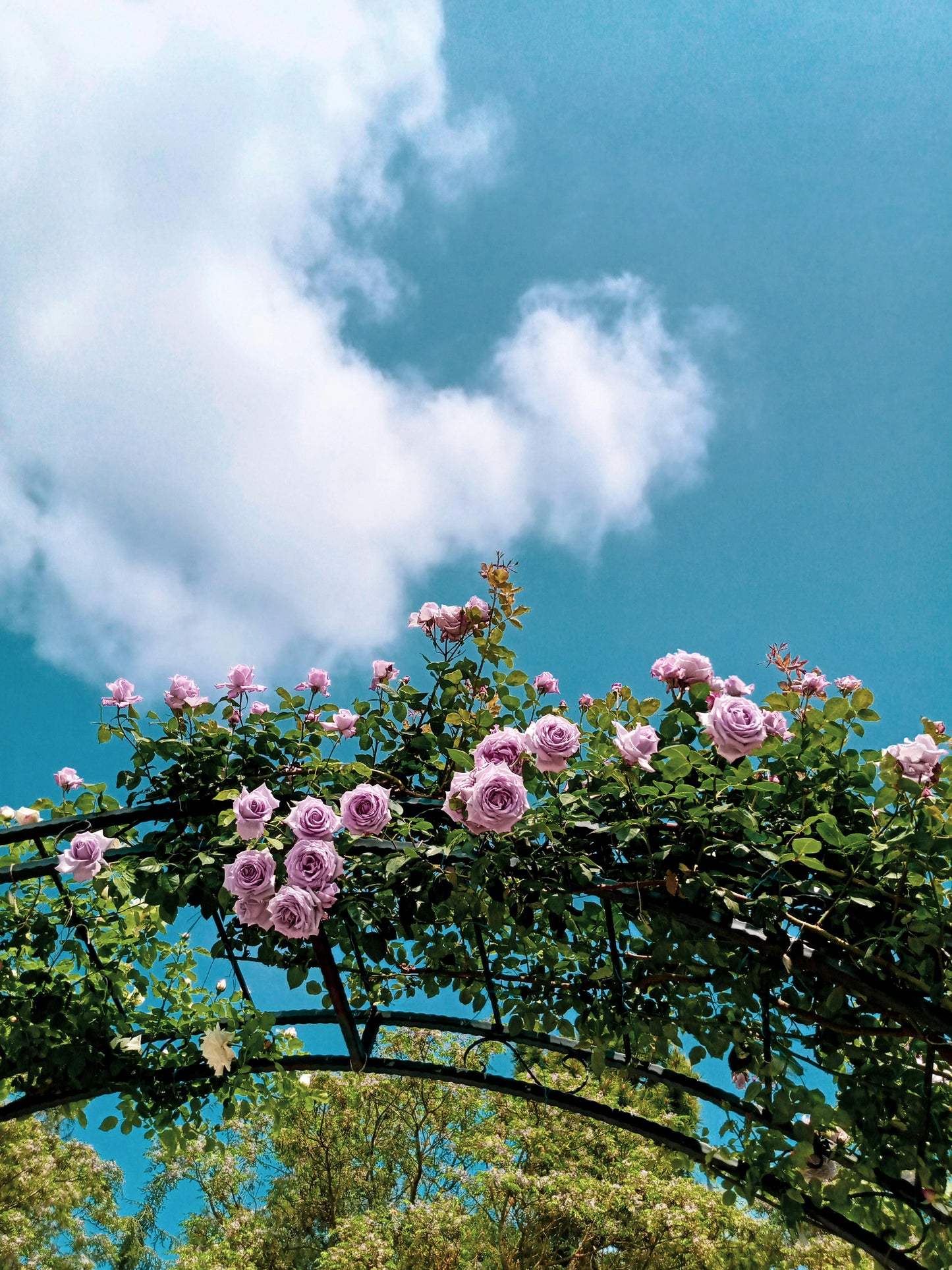 Elegant Climbing Rose Flower Seeds