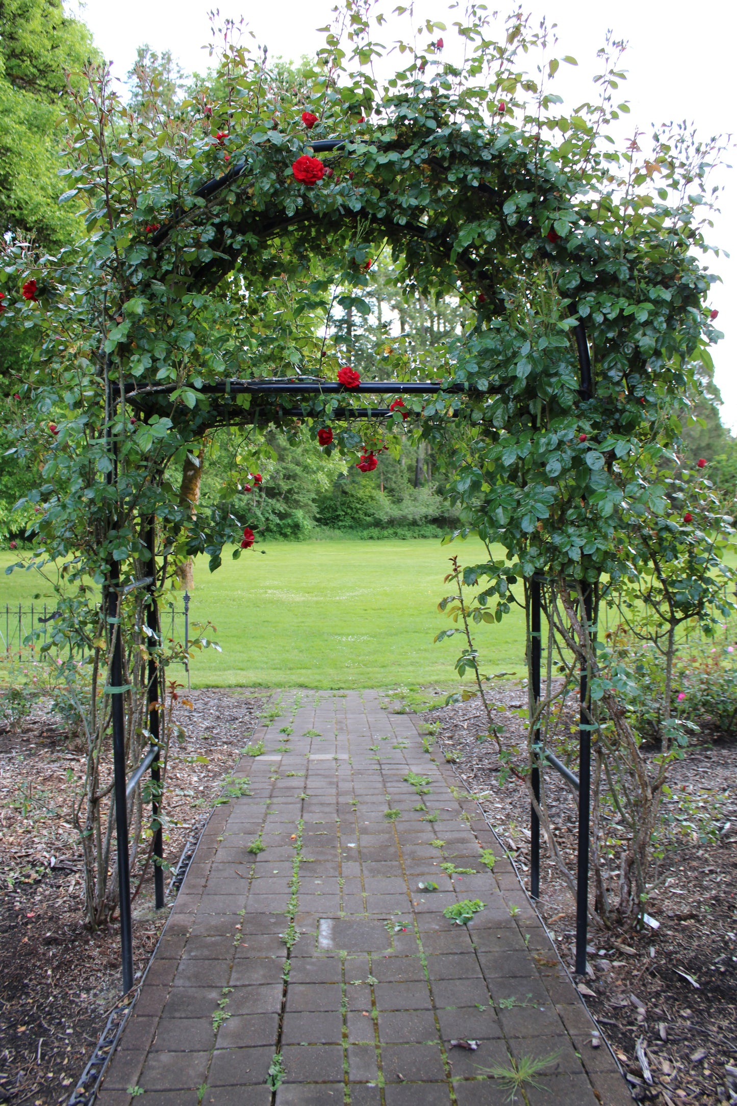 Elegant Climbing Rose Flower Seeds