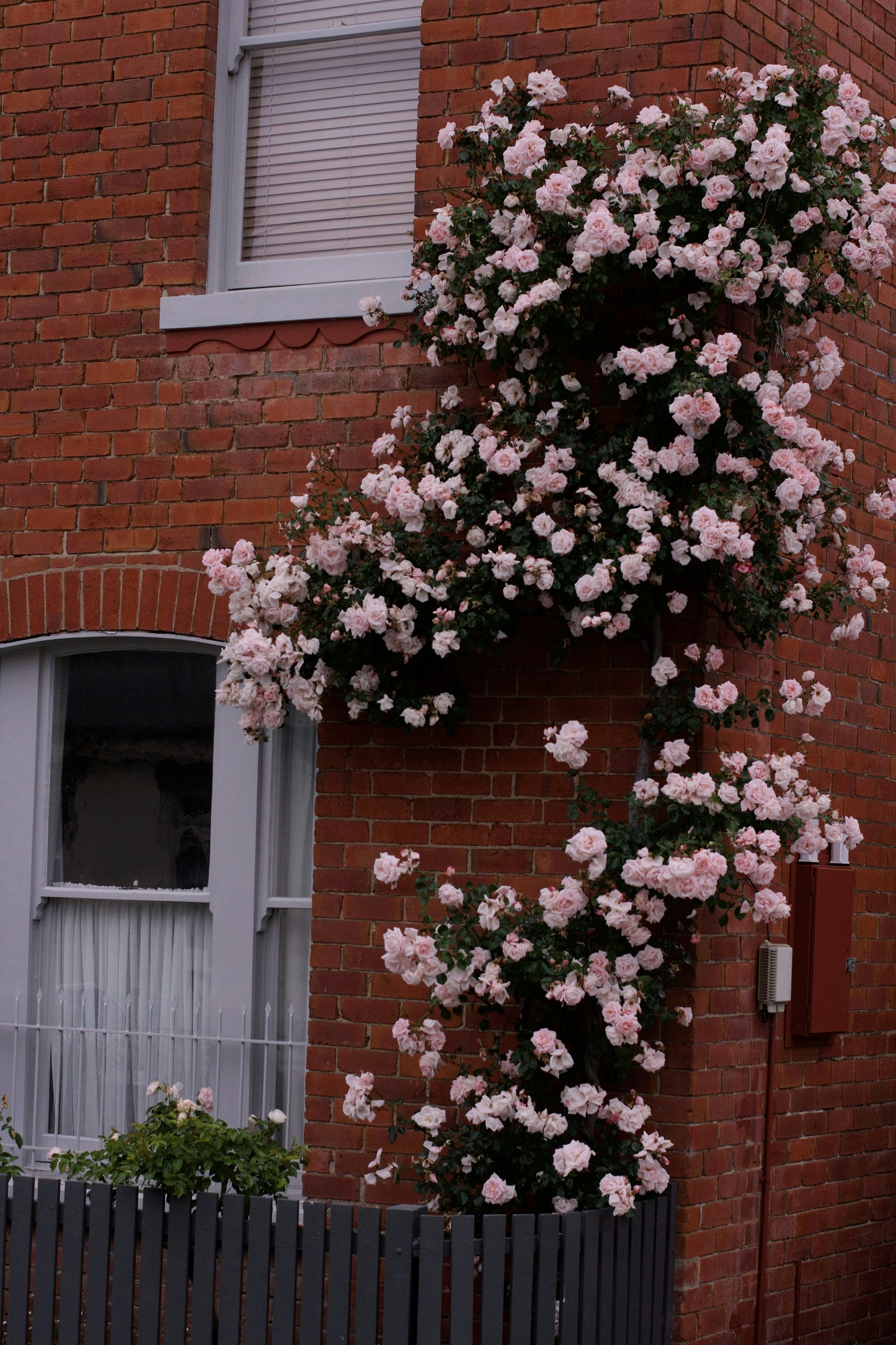 Elegant Climbing Rose Flower Seeds