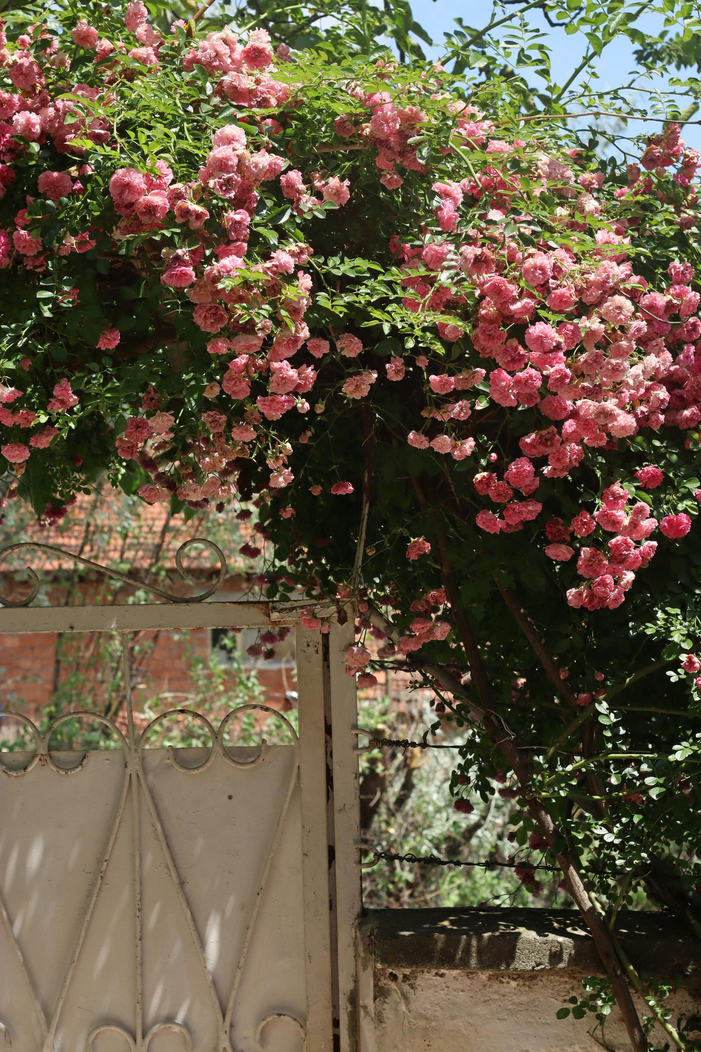 Elegant Climbing Rose Flower Seeds